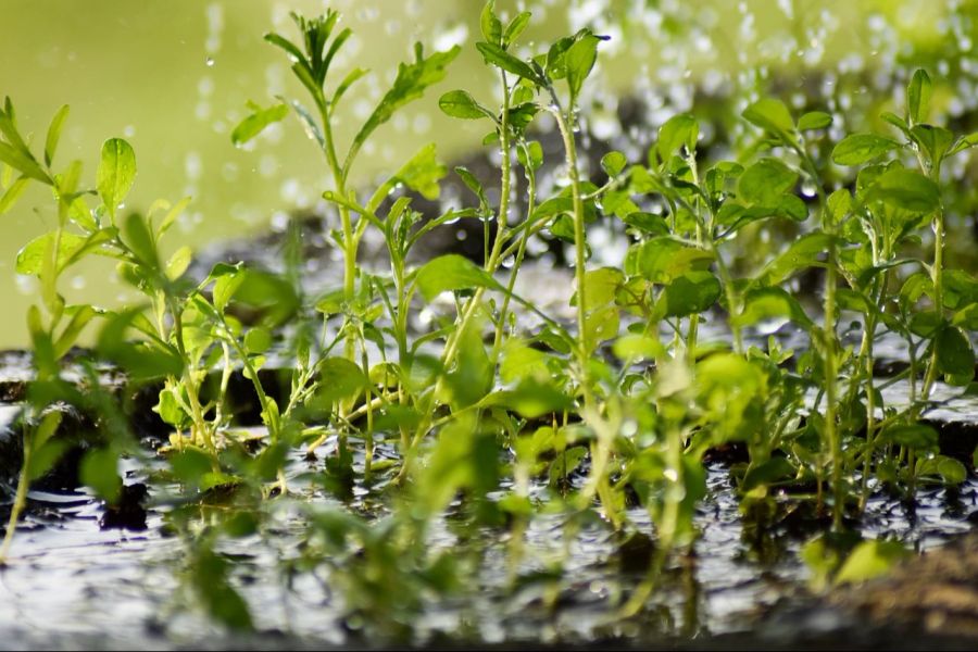 regen pflanzen