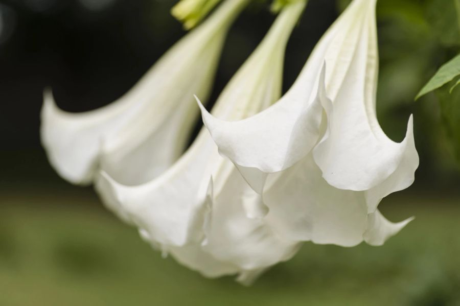 Nahaufnahme Brugmansia