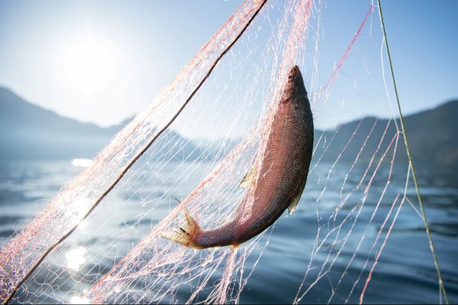 Die Fischerei ist alarmiert. (Symbolbild)