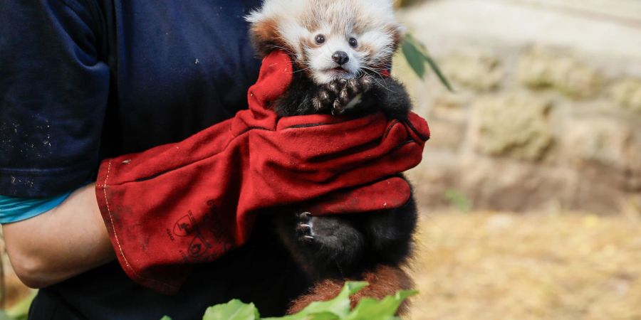 Das kleine Panda-Junge hatte erst vor kurzem seine Mutter verloren. (Archivbild)