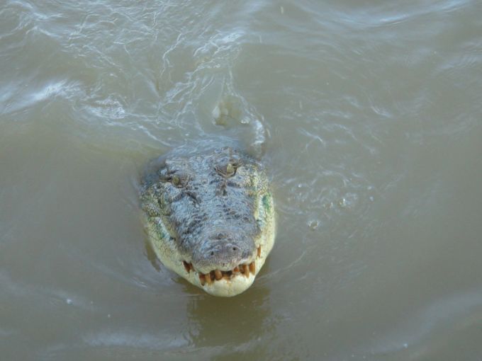 Krokodile zählen zu den gefährlichen Tieren in Australien. Krokodil