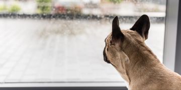 Hund schaut aus dem Fenster