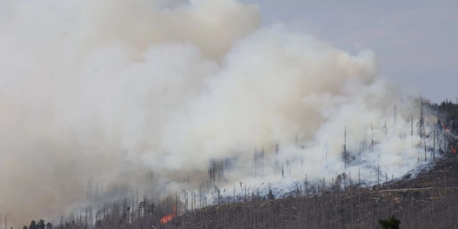 Vor zwei Jahren hatte der Landkreis Harz den Katastrophenfall wegen eines Brandes am Brocken ausgerufen - jetzt ist dort wieder ein Feuer ausgebrochen.