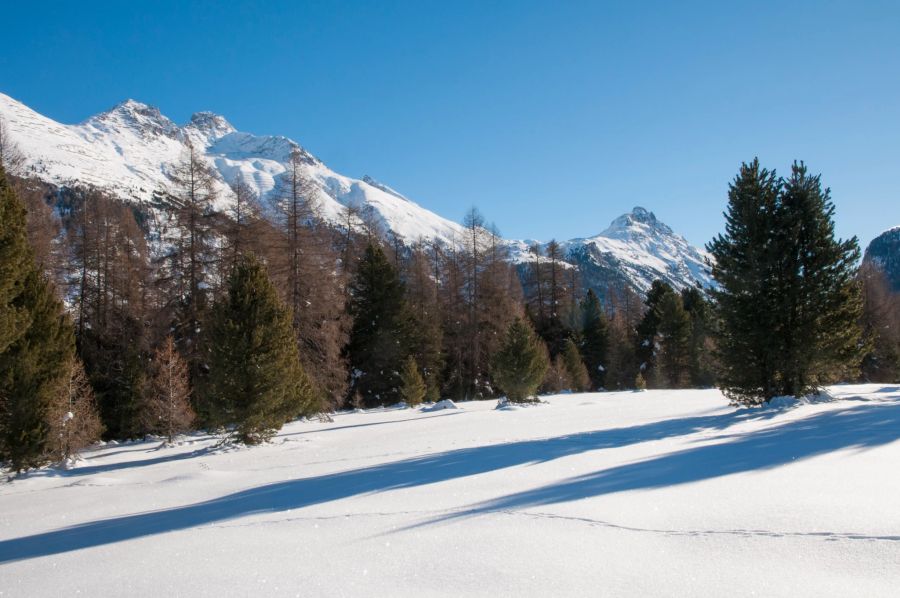 Pontresina Winter Schneeschuhwandern