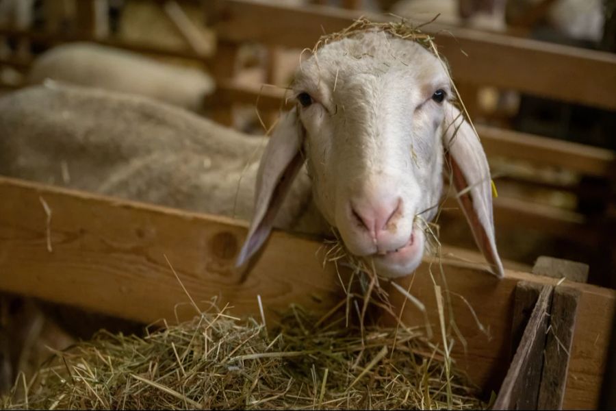 Die Infektion mit BTV-3 verursacht laut Bundesamt für Lebensmittelsicherheit und Veterinärwesen insbesondere bei Schafen schwere Symptome. (Symbolbild)