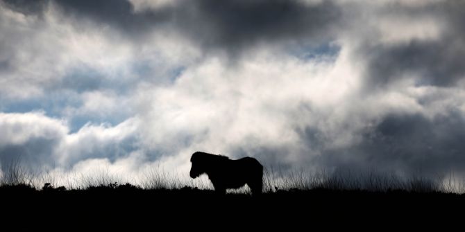 Pony