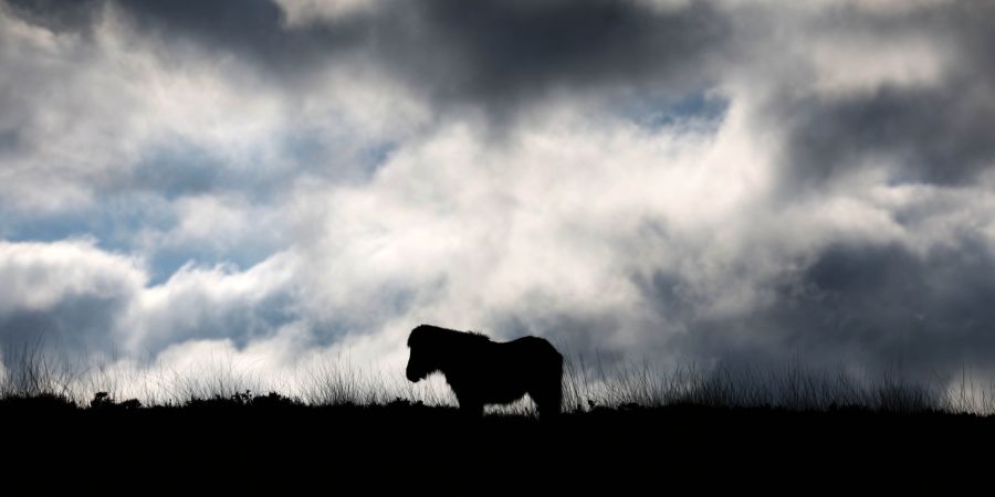 Pony