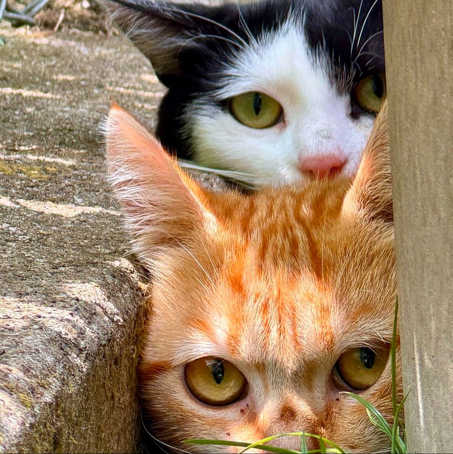 Auch das Tierheim des Aargauischen Tierschutzvereins ATS ist aktuell vollständig ausgelastet.