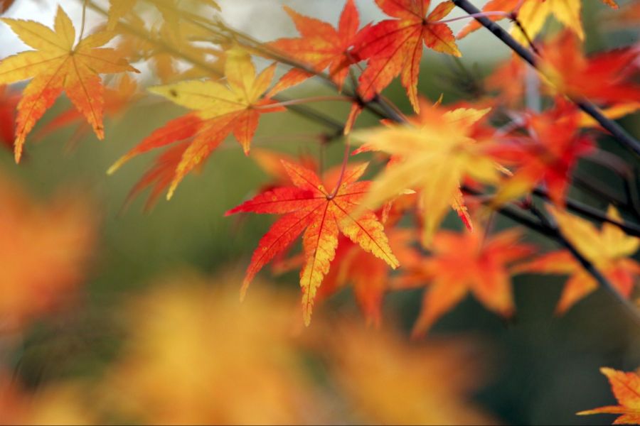herbst