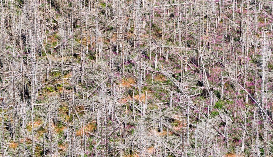 Ansonsten könnten durch den Borkenkäfer ganze Waldlandschaften zerstört werden, wie hier im deutschen Bundesland Brandenburg.