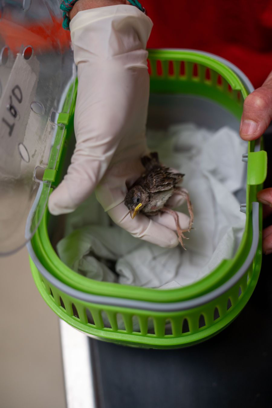 Wildvögel