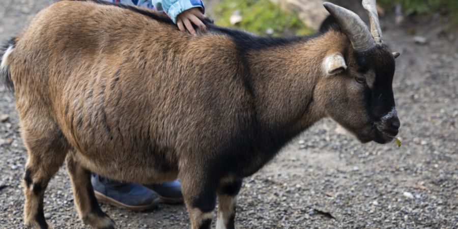 Tierpark Bern