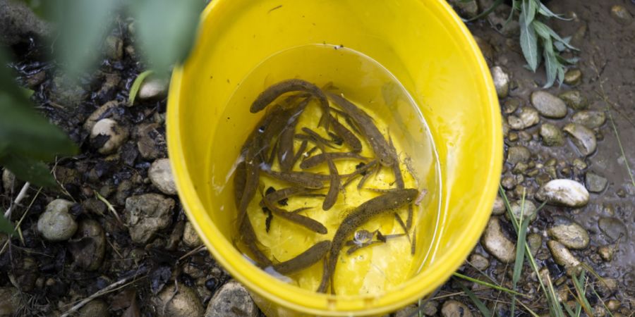 Gerettete Bachforellen schwimmen in einem Kessel. Der Kanton Bern will die geschwächten Fischbestände in fünf Bächen und Flüssen mit einem befristeten Fischereiverbot schützen. (A...
