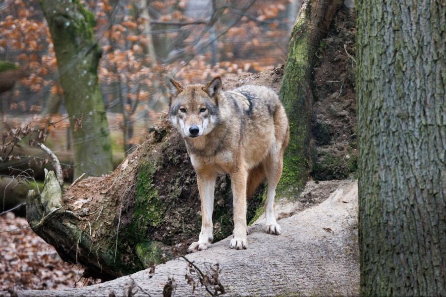 Wolf