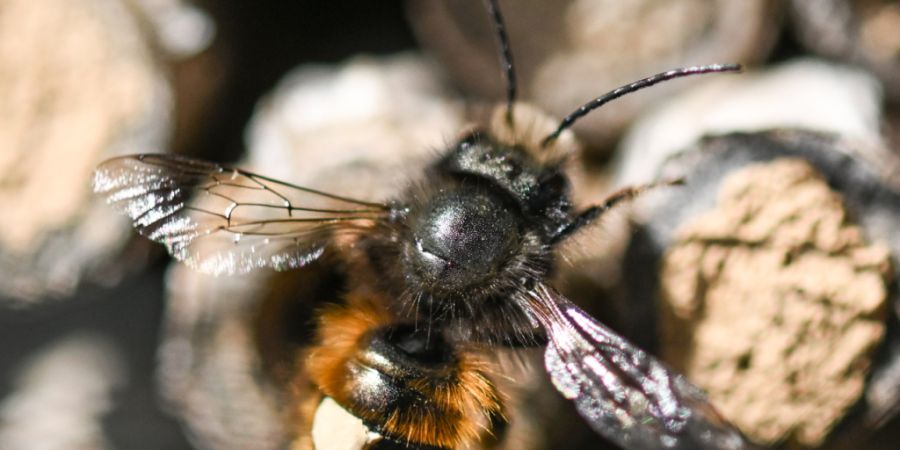 Die wildlebende Honigbiene ist eine gefährdete Art. (Archivbild)