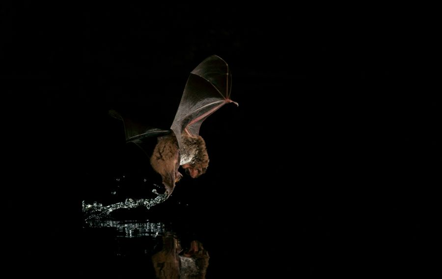 Wasserfledermaus