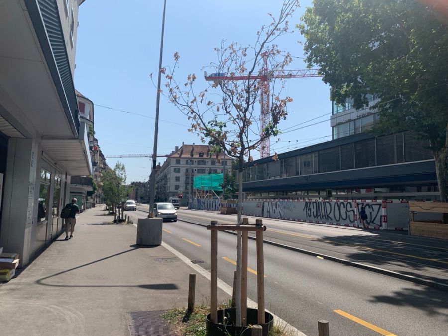 Sollte ein Baum abgestorben sein und im Frühling nicht mehr austreiben, wird er laut der Stadt Zürich im Rahmen des Ersatzpflanzungsprogramms ersetzt.