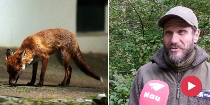Zunahme in Zürich - Grosses Nahrungsangebot in Stadt lockt Füchse an
