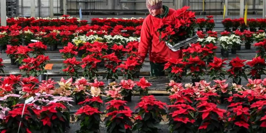 Ein Gärtner sucht Weihnachtssterne in einem Gewächshaus der Gärtnerei Flora-Land Arnold für den Verkauf heraus. Foto: Jens Kalaene/dpa-Zentralbild/dpa