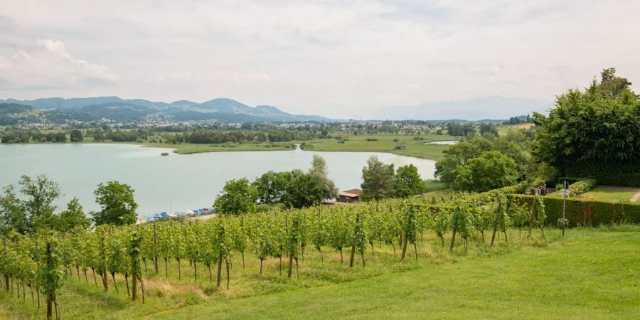 pfäffikersee