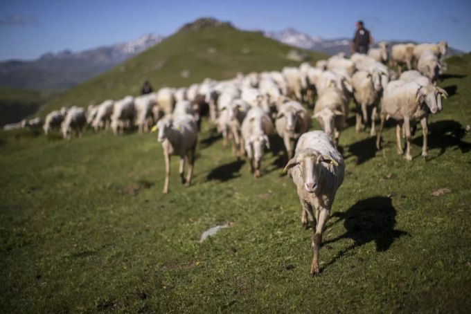 In gebirgigen Regionen Serbiens ist Schafhaltung typisch. Schafhaltung Serbien