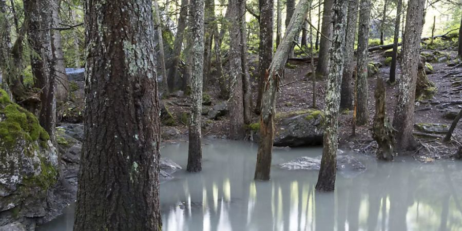 Die Bevölkerung will mehr Urlandschaften: Urwald bei Derborence auf Gemeindegebiet von Conthey VS. (Archivbild)