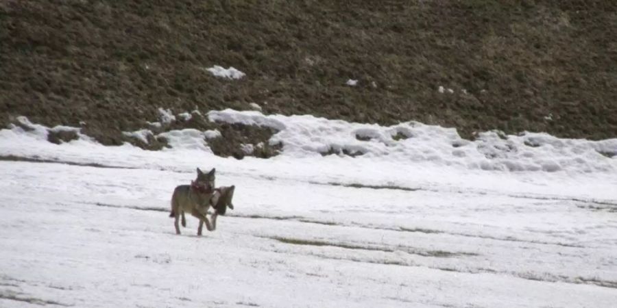 Ein Wolf rennt mit den Überresten von gerissenem Wild über eine verschneite Wiese bei Quinto. Archivbild