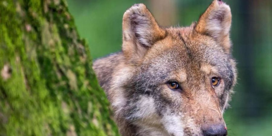 Die meisten Rudel leben lau des Wolfsmonitoring in Brandenburg. Foto: Lino Mirgeler/dpa