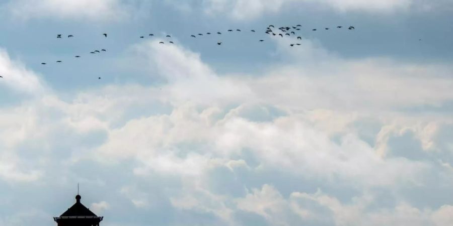 Gänse fliegen über den Pilsumer Leuchtturm. Foto: Sina Schuldt/dpa