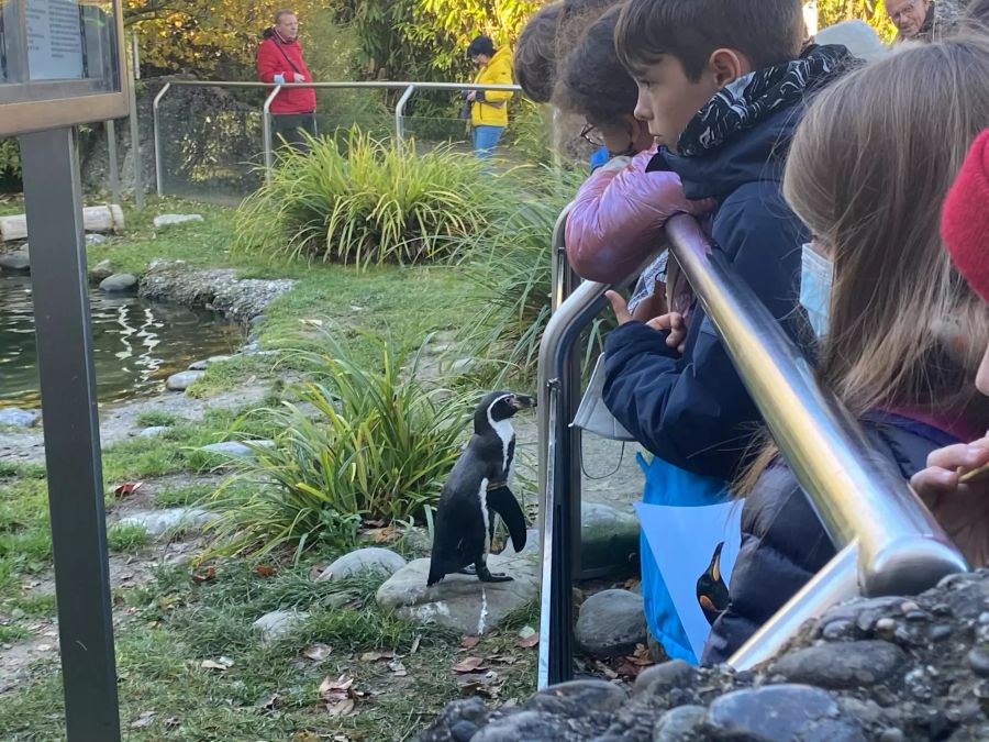 Im Freien geht ein mutiger Humboldt-Pinguin mit den Kindern auf Tuchfühlung.