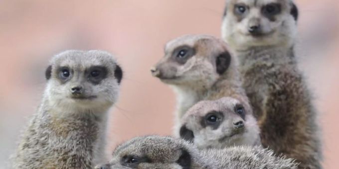 Auch den Erdmännchen machen die hohen Temperaturen zu schaffen. (Symbolbild) Auch den Erdmännchen machen die hohen Temperaturen zu schaffen. (Symbolbild)