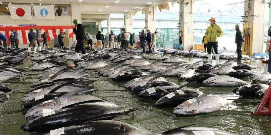 Die erste Thunfisch-Auktion des Jahres auf einem Markt in Nachikatsuura in der Präfektur Wakayama im Westen Japans. Foto: --/kyodo/dpa