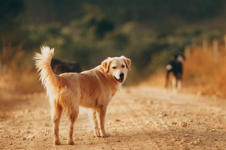 Hund in Natur