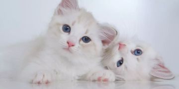 Katzen