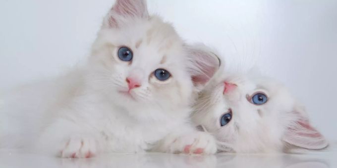 Zwei weisse Katzen. Katzen