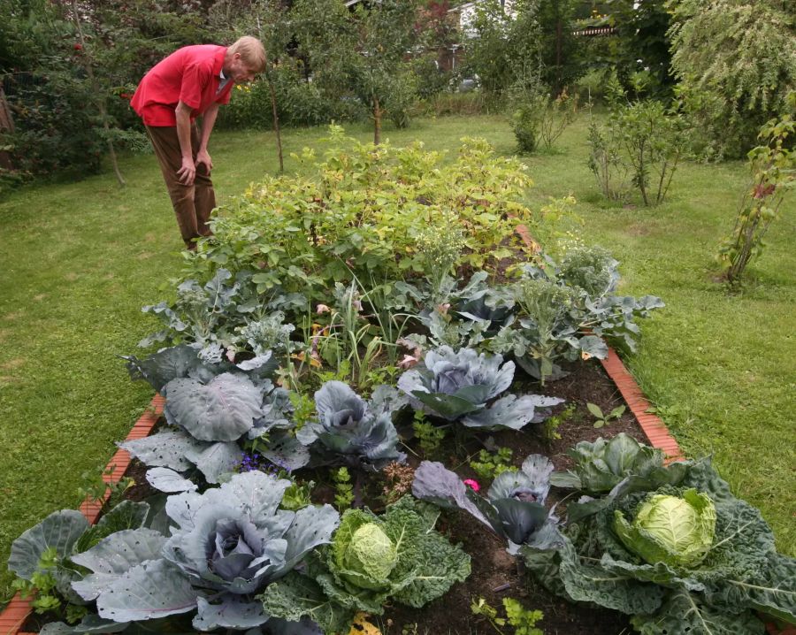 Mann schaut sich sein Garten an.