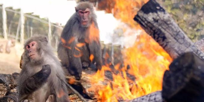 Affen wärmen sich an einem Feuer im «Japan Monkey Centre». Foto: --/kyodo/dpa Affen wärmen sich an einem Feuer im «Japan Monkey Centre». Foto: --/kyodo/dpa