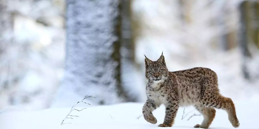 Luchs