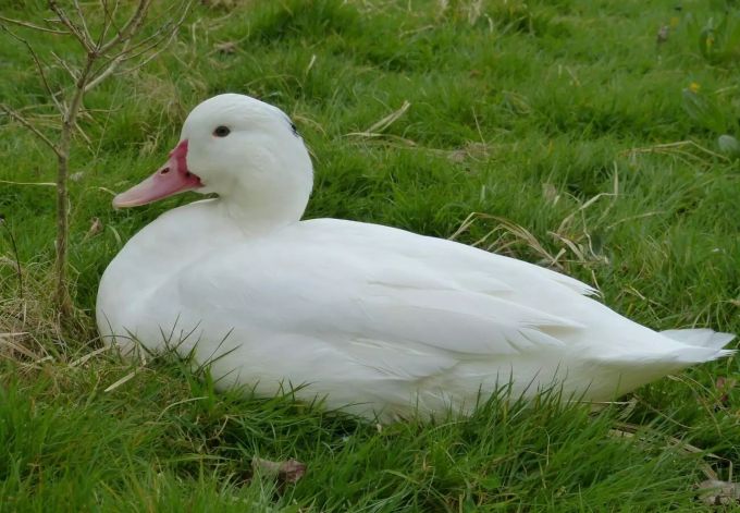 Die Ente Joy wurde aus der grausamen Zucht gerettet. Ente