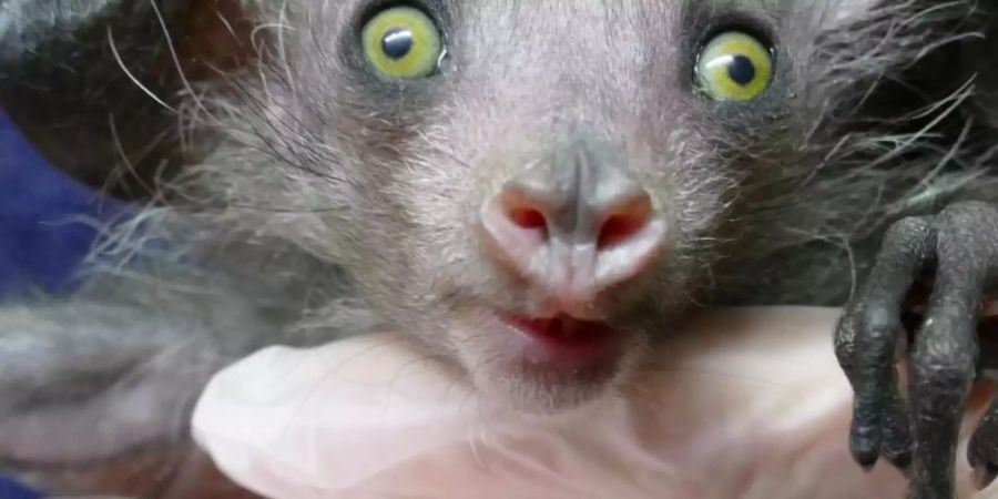 Ein im Grzimekhaus des Frankfurter Zoos geborenes Fingertier. Foto: --/Zoo Frankfurt /dpa