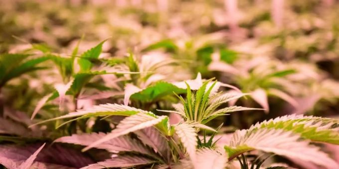 Seit einigen Jahren wird Cannabis für medizinische Zwecke wie Schmerzlinderung bei Schwerkranken erlaubt. Foto: Christian Charisius/dpa Seit einigen Jahren wird Cannabis für medizinische Zwecke wie Schmerzlinderung bei Schwerkranken erlaubt. Foto: Christian Charisius/dpa