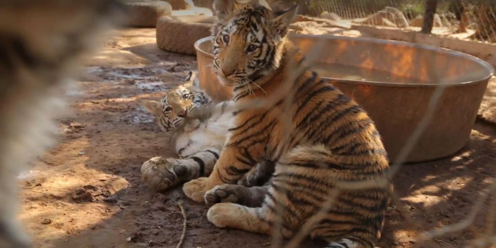 Grosskatzenzucht in Südafrika ist grausame Ausbeute Grosskatzenzucht in Südafrika ist grausame Ausbeute