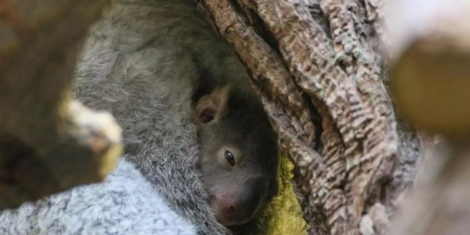 Süsses Fellknäuel! - Baby-Koala in Duisburg blinzelt aus dem Beutel