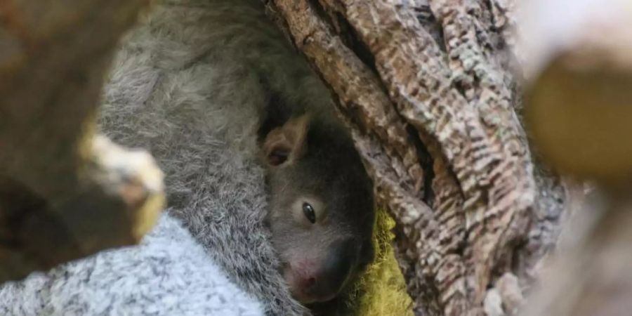 Der kleine Baby-Koala blinzelt nach über fünf Monaten zum ersten Mal aus dem Beutel seiner Mutter. Foto: I. Sickmann/Zoo Duisburg /dpa