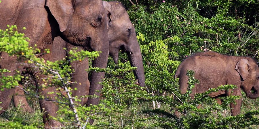 Auf Sri Lanka sterben wild lebende Elefanten, weil sie Plastik von Abfalldeponien gefressen haben. (Archivbild)