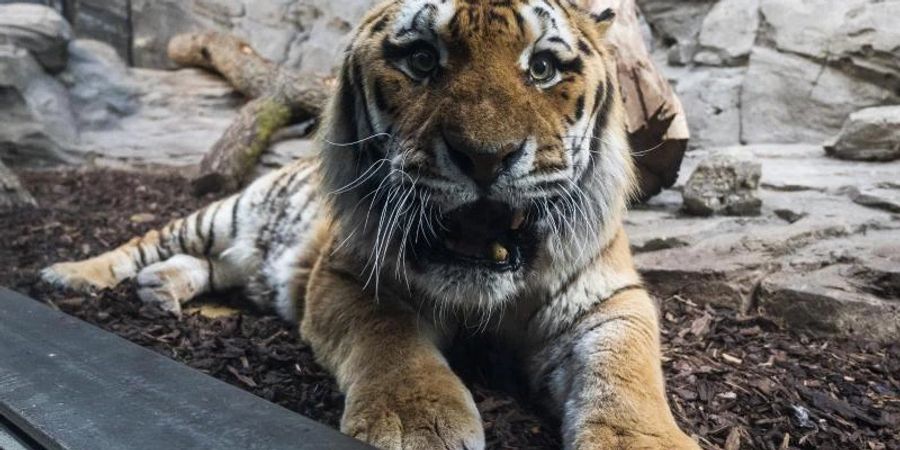 Ein Amurtiger sitzt in seinem Gehege im Zoo Berlin. Nach mehrjähriger Bauzeit wird das Raubtierhaus im Zoo Berlin am 25.02 wieder eröffnet. Foto: Christophe Gateau/dpa