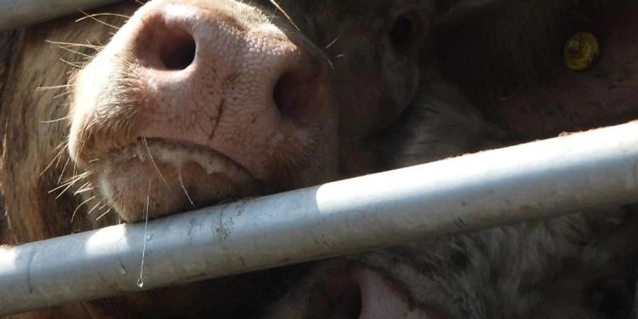 Rinder stehen in einem Tiertransporter. Foto: Animal Welfare Foundation/dpa