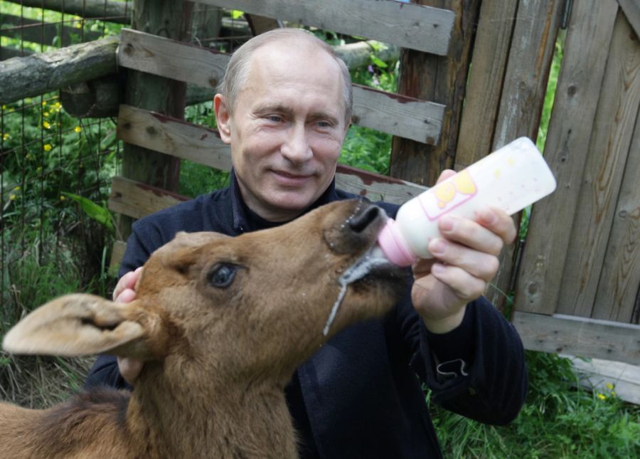 Besonders beliebt sind aber Bilder, die Putin mit Baby-Tieren zeigt.