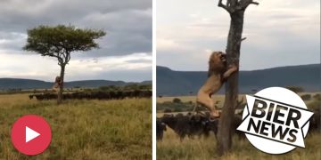 Löwe auf Baum