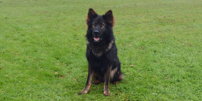 Polizeihund Fox.